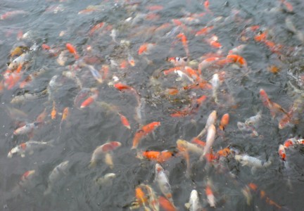 Koi-Teich