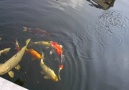 Koi vijvers